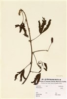藏品(含羞草)的圖片